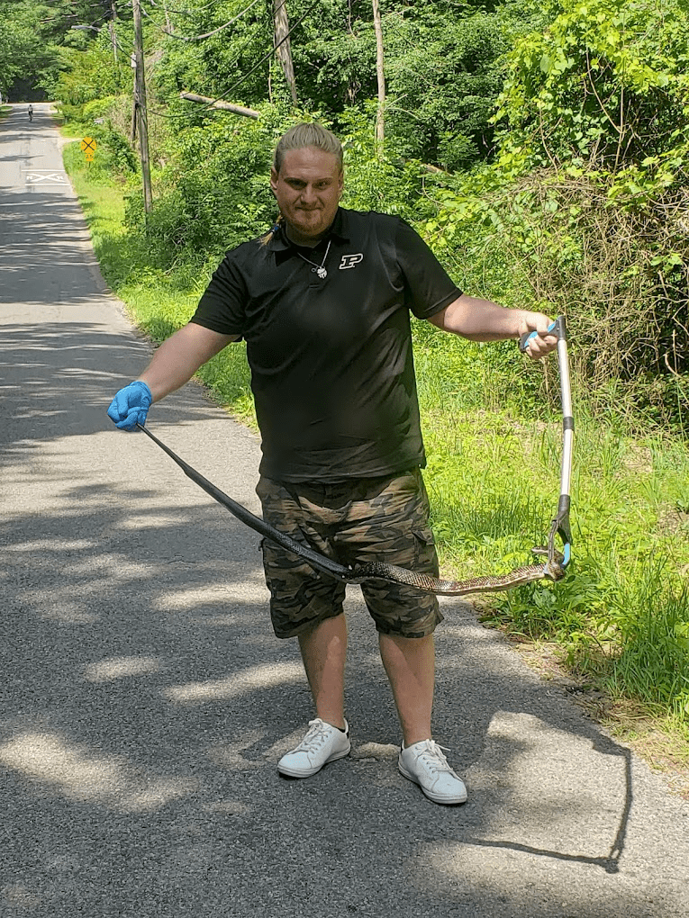 wildlife removal specialist holding a recently caught snake with a tool