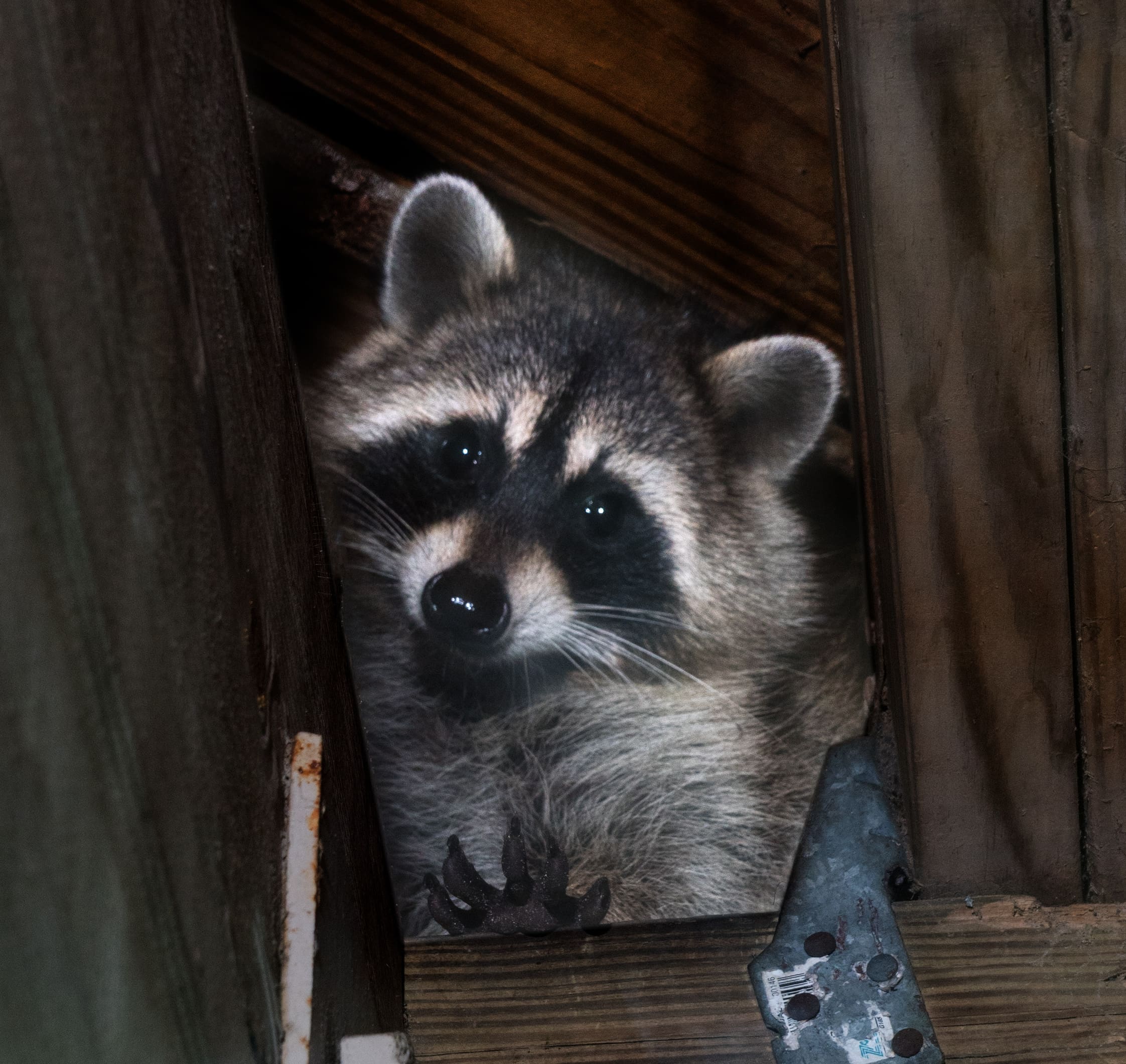raccoon removal service